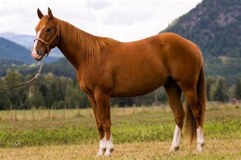 test_data/horse.jpeg