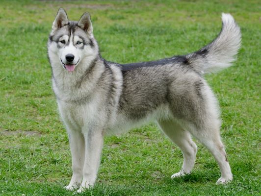 images_test/husky.jpeg