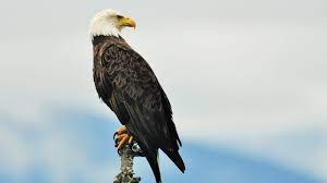 eagle.jpeg